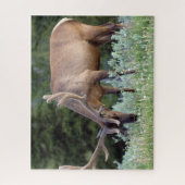 Wapitihert met gewei in fluweel grazend legpuzzel (Verticaal)