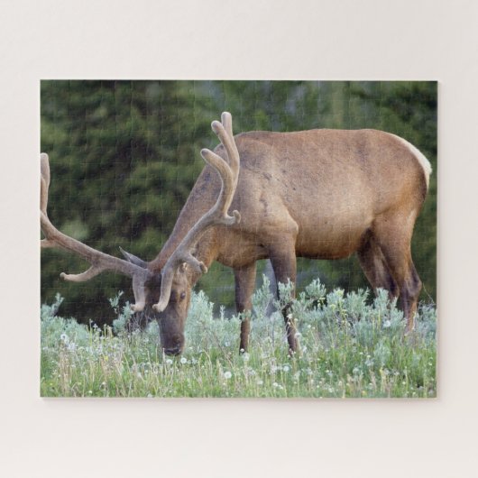 Wapitihert met gewei in fluweel grazend legpuzzel (Horizontaal)