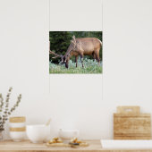 Wapitihert met gewei in fluweel grazend poster (Keuken)