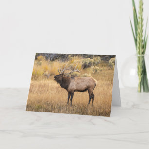 Wapitihert Nationaal park Yellowstone Kaart