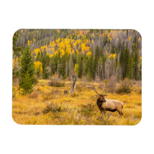 Wapitihert Rocky Mountain National Park Colorado Magneet