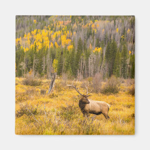 Wapitihert Rocky Mountain National Park Colorado Magneet