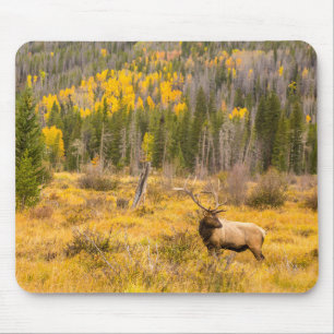 Wapitihert   Rocky Mountain National Park Colorado Muismat