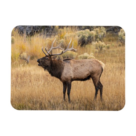 Wapitihert | Yellowstone National Park Magneet (Horizontaal)