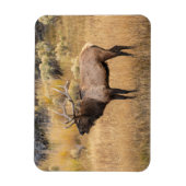 Wapitihert | Yellowstone National Park Magneet (Verticaal)
