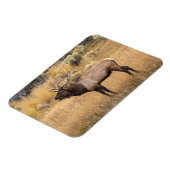 Wapitihert | Yellowstone National Park Magneet (Linkerzijde)