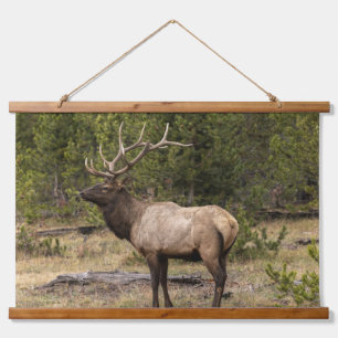 Wapitihert Yellowstone National Park, Wyoming Hangend Wandkleed