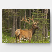 Wapitiherten in fluweel, Canada Fotoplaat (voorkant)