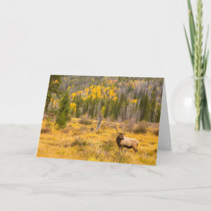 Wapitiherten Rocky Mountain National Park Colora Kaart