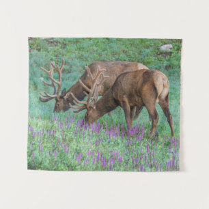 Wapitiherten Rocky Mountain National Park, Colorad Wandkleed