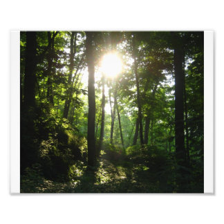 Wapsipinicon Forest Foto Afdruk