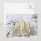 Wapusk National Park, Canada. Briefkaart (Voorkant / Achterkant)