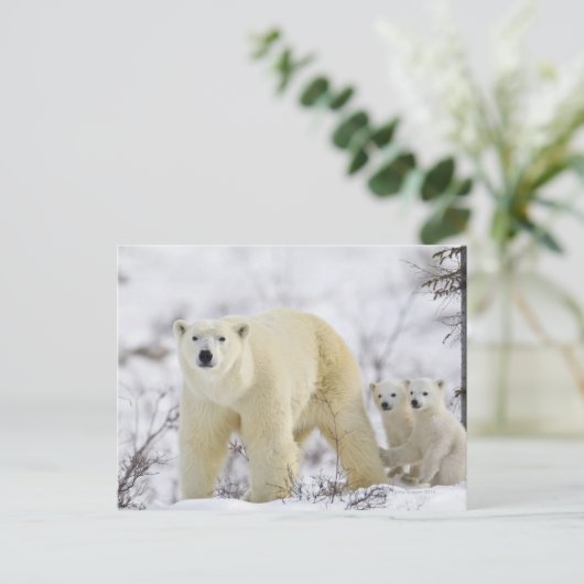 Wapusk National Park, Canada. Briefkaart (Staand voorkant)