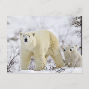 Wapusk National Park, Canada. Briefkaart