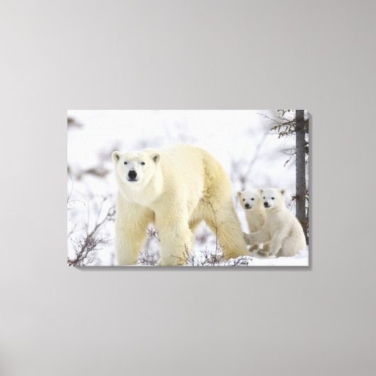 Wapusk National Park, Canada. Canvas Afdruk (Voorkant)