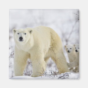 Wapusk National Park, Canada. Magneet