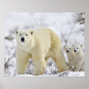 Wapusk National Park, Canada. Poster