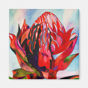 Waratah Australische waterverf van inheemse bloeme Magneet