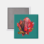 Waratah Australische waterverf van inheemse bloeme Magneet (Voorkant / Achterkant)