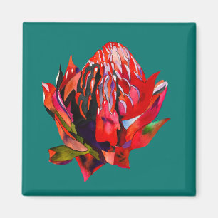 Waratah Australische waterverf van inheemse bloeme Magneet