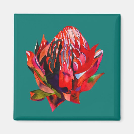 Waratah Australische waterverf van inheemse bloeme Magneet (Voorkant)