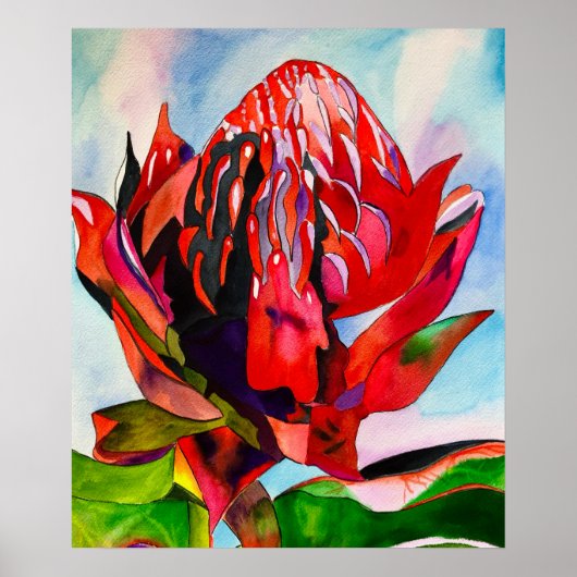 Waratah Australische waterverf van inheemse bloeme Poster (Voorkant)