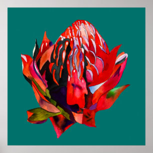 Waratah Australische waterverf van inheemse bloeme Poster