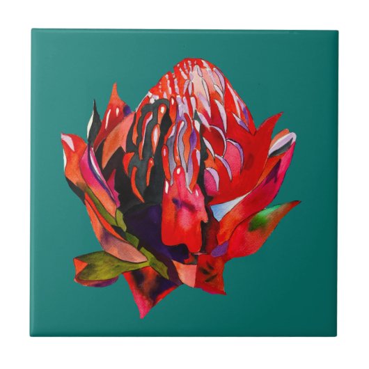 Waratah Australische waterverf van inheemse bloeme Tegeltje (Voorkant)