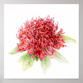 Waratah botanical fine art waterverf poster print