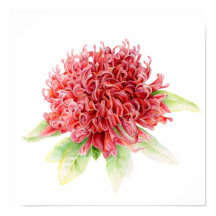 Waratah botanical fine art waterverf poster print