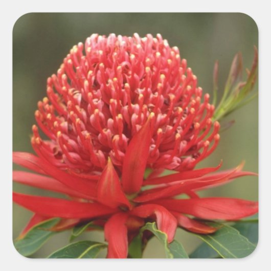 Waratah in bloom, Australië bloemen Vierkante Sticker (Voorkant)
