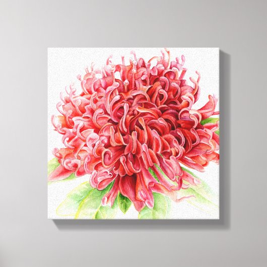 Waratah rode bloem botanica kunst canvas afdruk (Voorkant)