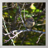 Warbler Bird Photo Poster (Voorkant)