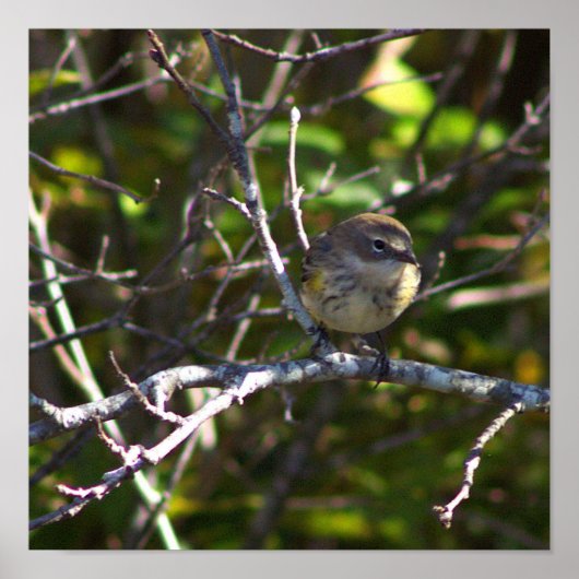 Warbler Bird Photo Poster (Voorkant)