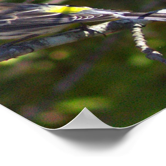 Warbler Bird Photo Poster (Hoek)