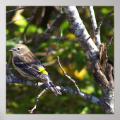 Warbler Bird Photo Poster (Voorkant)