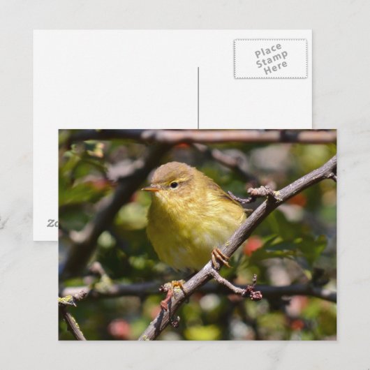 Warbler Briefkaart (Voorkant / Achterkant)