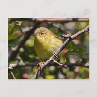 Warbler Briefkaart
