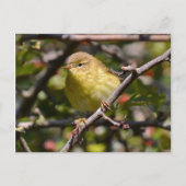 Warbler Briefkaart (Voorkant)