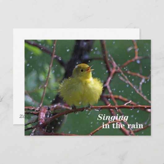 Warbler Briefkaart (Voorkant / Achterkant)