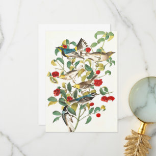 Warbler door John James Audubon Bedankkaart
