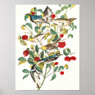 Warbler door John James Audubon Poster