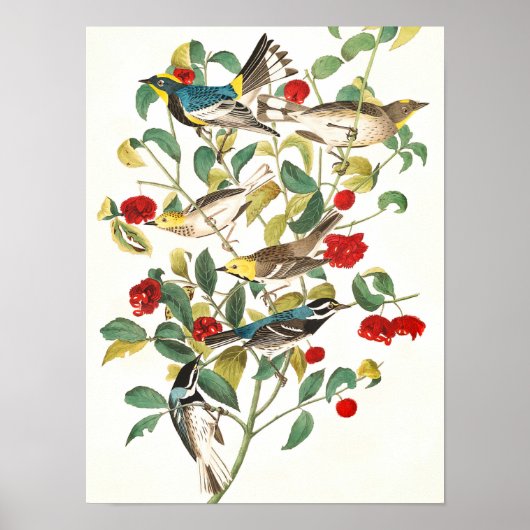 Warbler door John James Audubon Poster (Voorkant)
