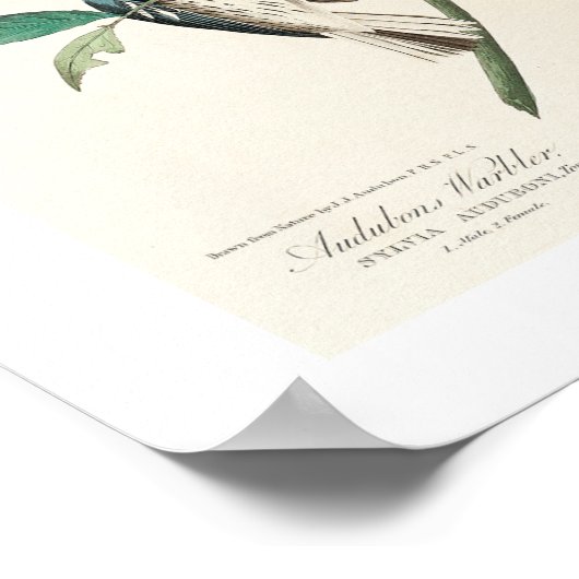 Warbler door Poster Audubon (Hoek)