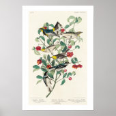 Warbler door Poster Audubon (Voorkant)