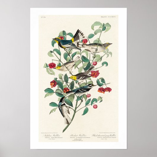 Warbler door Poster Audubon (Voorkant)