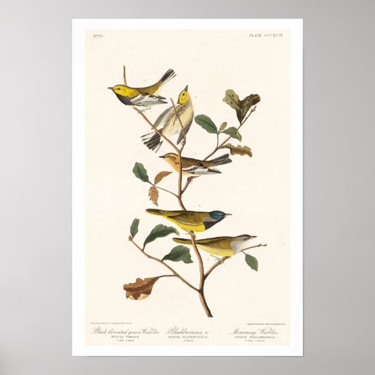 Warbler door Poster Audubon (Voorkant)