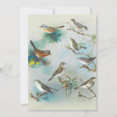 Warbler en Wrens, (Voorkant)