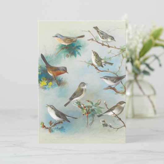 Warbler en Wrens, (Staand voorkant)