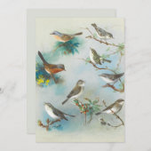 Warbler en Wrens, (Voorkant / Achterkant)